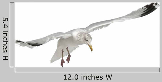 Flying European Herring Gull Wall Decal