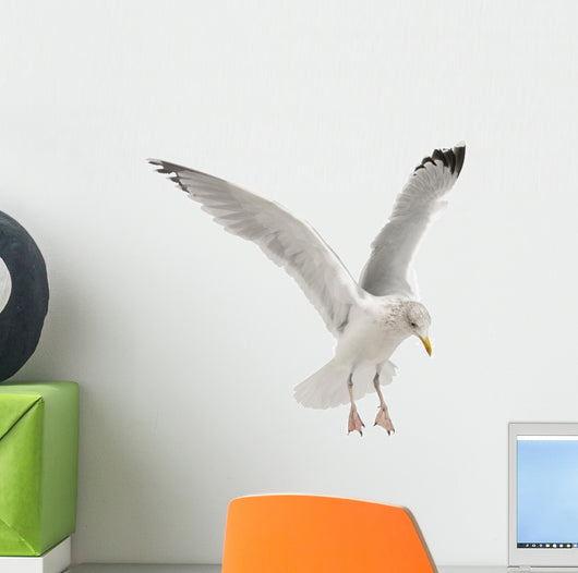 European Herring Gull Wall Decal