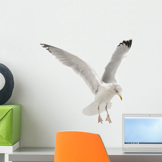 European Herring Gull Wall Decal