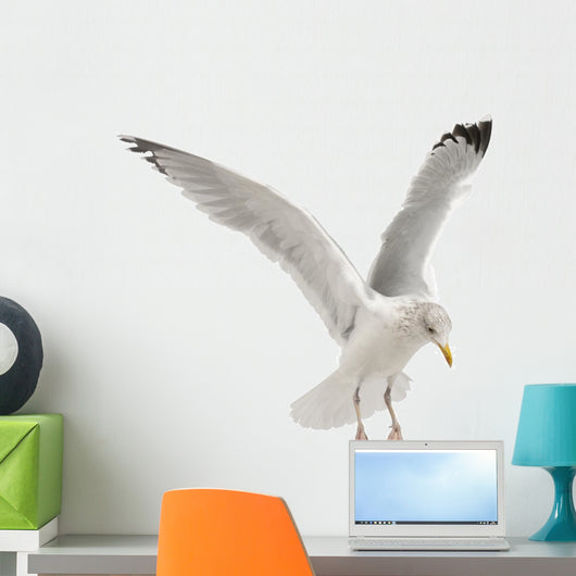 European Herring Gull Wall Decal