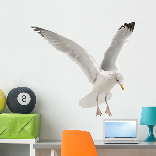 European Herring Gull Wall Decal