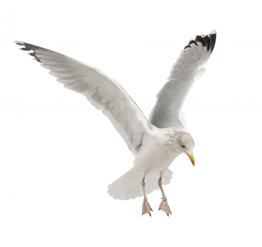 European Herring Gull Wall Decal