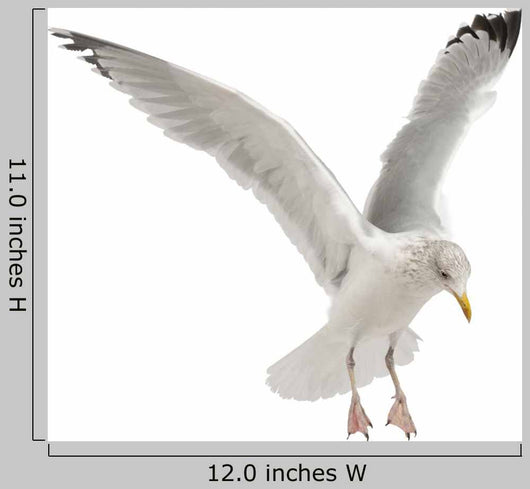 European Herring Gull Wall Decal