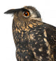Eurasian Eagle-owl Right Side of Head Close-up Wall Decal
