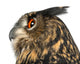 Eurasian Eagle-owl Left Side of Head Close-up Wall Decal