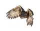 Flying Eurasian Eagle-owl Wall Decal