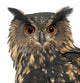 Eurasian Eagle-owl Face Close-up Wall Decal
