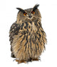 Eurasian Eagle-Owl, Bubo bubo, 15 years old Wall Decal