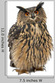 Eurasian Eagle-Owl, Bubo bubo, 15 years old Wall Decal