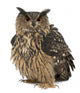 Fluffed Eurasian Eagle-owl Wall Decal