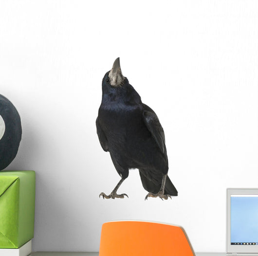 Rook Corvus Frugilegus 3 Wall Decal