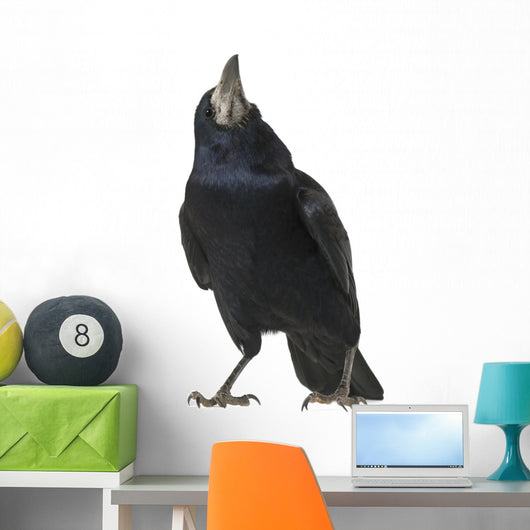 Rook Corvus Frugilegus 3 Wall Decal