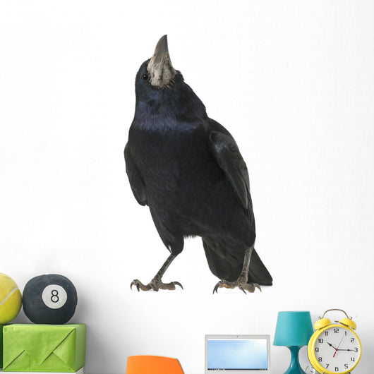 Rook Corvus Frugilegus 3 Wall Decal