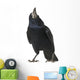 Rook Corvus Frugilegus 3 Wall Decal