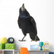 Rook Corvus Frugilegus 3 Wall Decal
