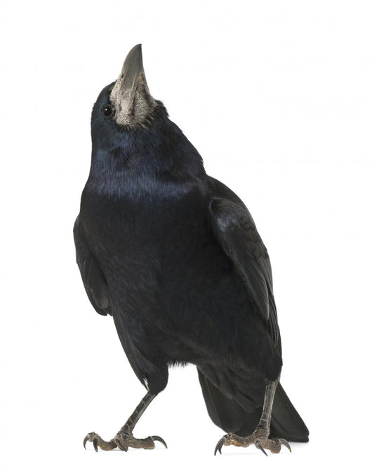 Rook Corvus Frugilegus 3 Wall Decal