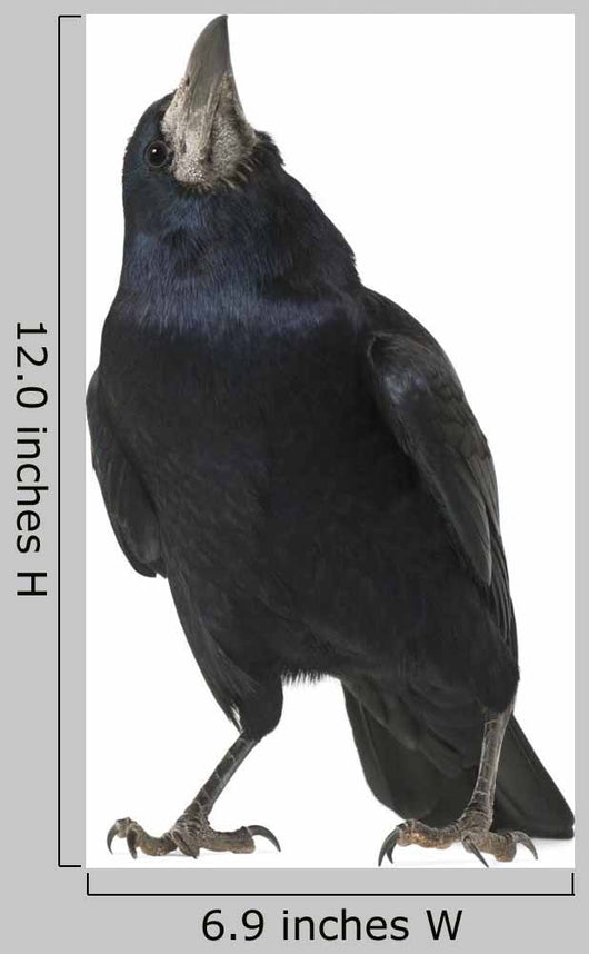 Rook Corvus Frugilegus 3 Wall Decal
