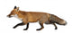 Red Fox Left Side Wall Decal