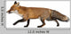 Red Fox Left Side Wall Decal
