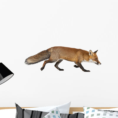 Red Fox Right Side Wall Decal shown on a wall