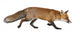 Red Fox Right Side Wall Decal