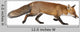 Red Fox Right Side Wall Decal