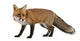 Red Fox Wall Decal