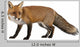 Red Fox Wall Decal