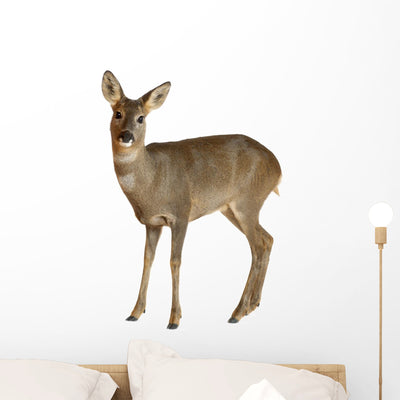 European Roe Deer Wall Decal shown on a wall