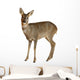 European Roe Deer Wall Decal