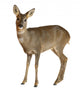 European Roe Deer Wall Decal