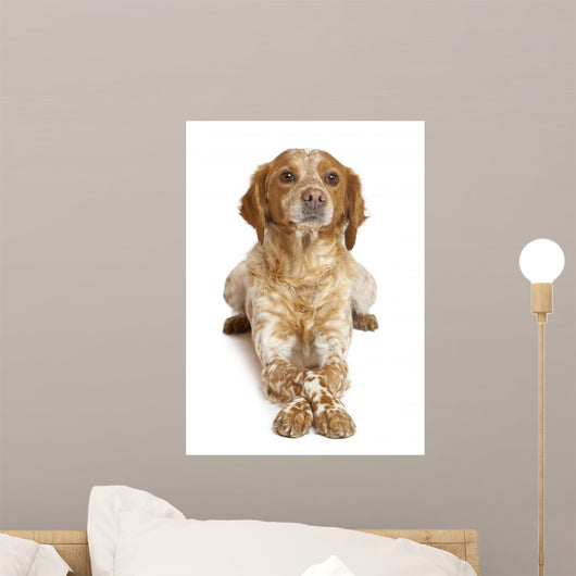 Brown Speckled Dog Lying Wall Decal