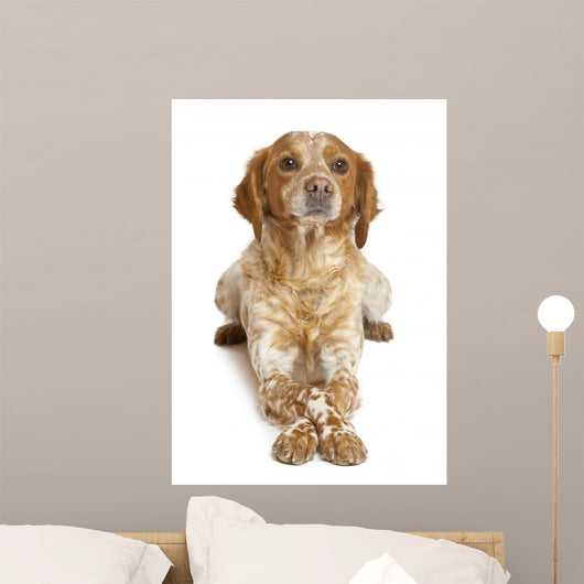 Brown Speckled Dog Lying Wall Decal