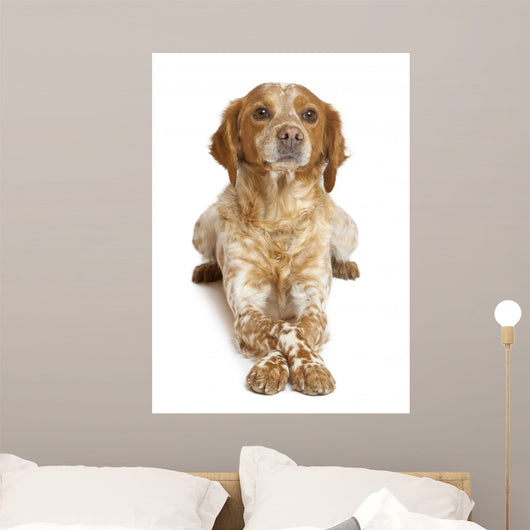 Brown Speckled Dog Lying Wall Decal