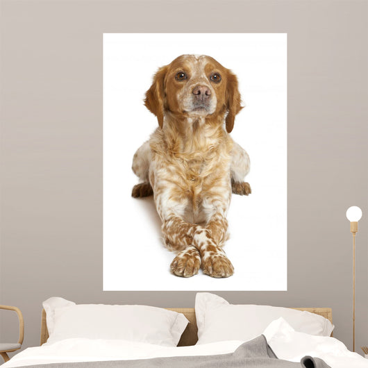 Brown Speckled Dog Lying Wall Decal