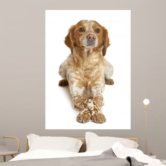 Brown Speckled Dog Lying Wall Decal