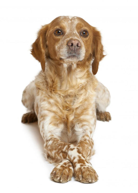 Brown Speckled Dog Lying Wall Decal