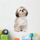 Shih Tzu Sitting against Wall Decal