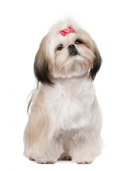 Shih Tzu Sitting against Wall Decal