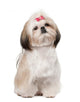 Shih Tzu Sitting against Wall Decal