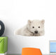 Polar Bear Cub Resting on Front Paws Wall Decal