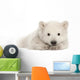 Polar Bear Cub Resting on Front Paws Wall Decal