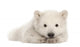 Polar Bear Cub Resting on Front Paws Wall Decal