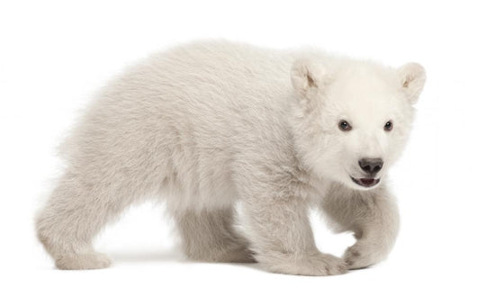 Hunched Polar Bear Cub Wall Decal