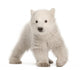 Walking Polar Bear Cub Wall Decal
