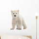 Polar bear cub, Ursus maritimus, 3 months old Wall Decal