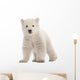 Polar bear cub, Ursus maritimus, 3 months old Wall Decal