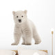 Polar bear cub, Ursus maritimus, 3 months old Wall Decal