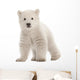 Polar bear cub, Ursus maritimus, 3 months old Wall Decal