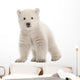 Polar bear cub, Ursus maritimus, 3 months old Wall Decal